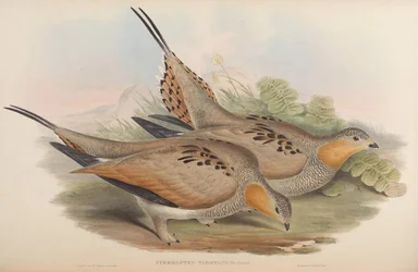 Syrrhaptes tibetanus